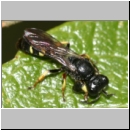 Crabro scutellatus - Grabwespe m06 9mm.jpg